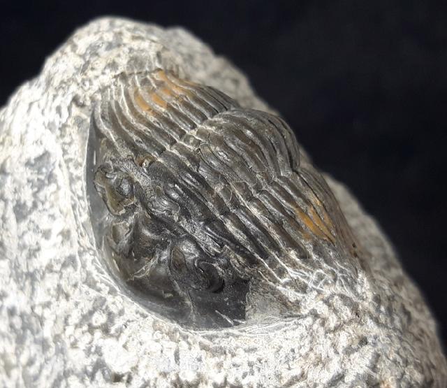 Scabriscutellum hammadi CHATTERTON et al. 2006 - Bild © FossNet FossilienStore